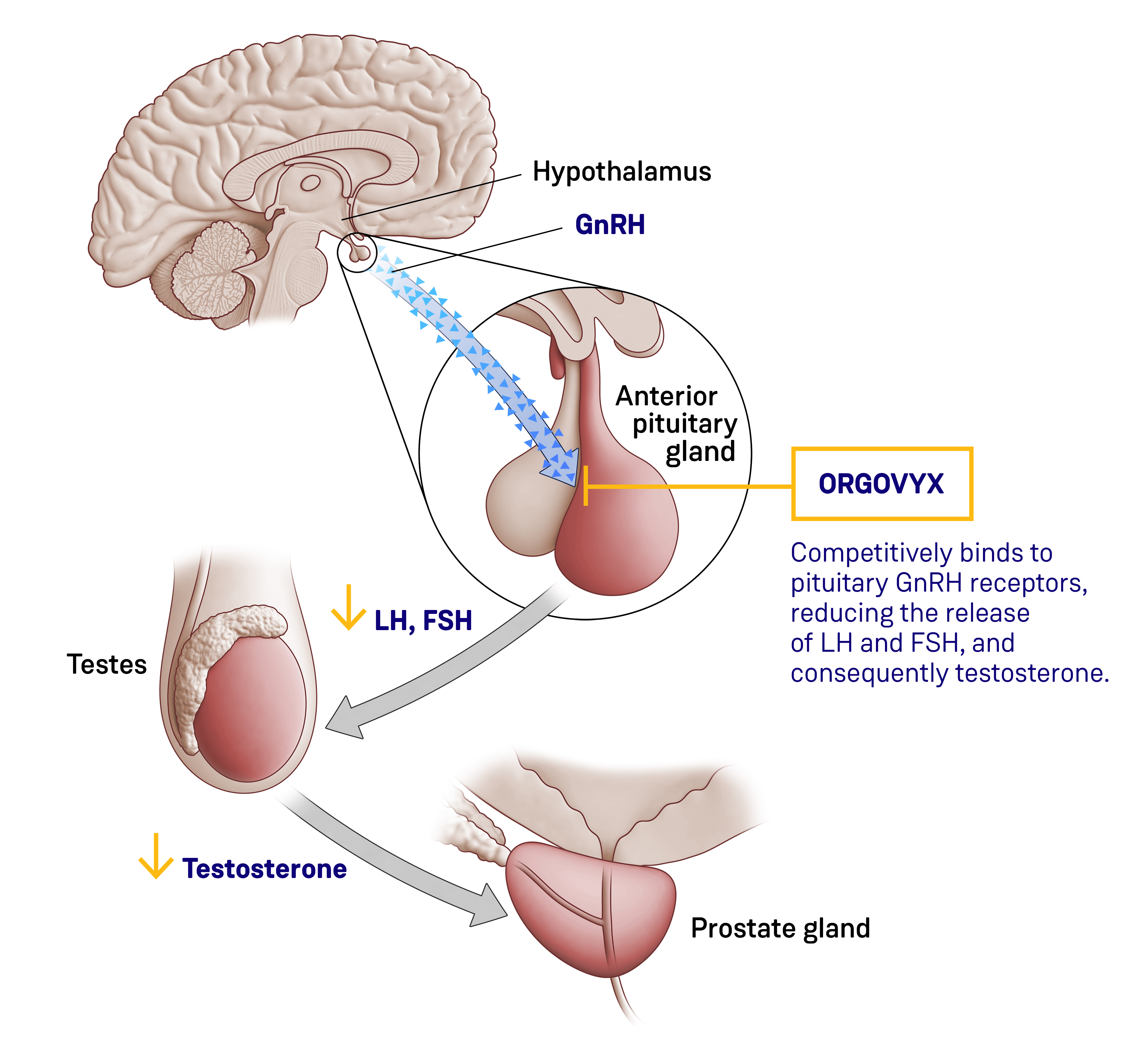 Illustration showing the mechanism of action for ORGOVYX